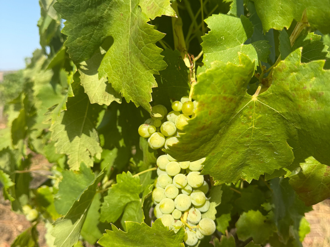 Casale 120 Winery-Rovittello必去景点