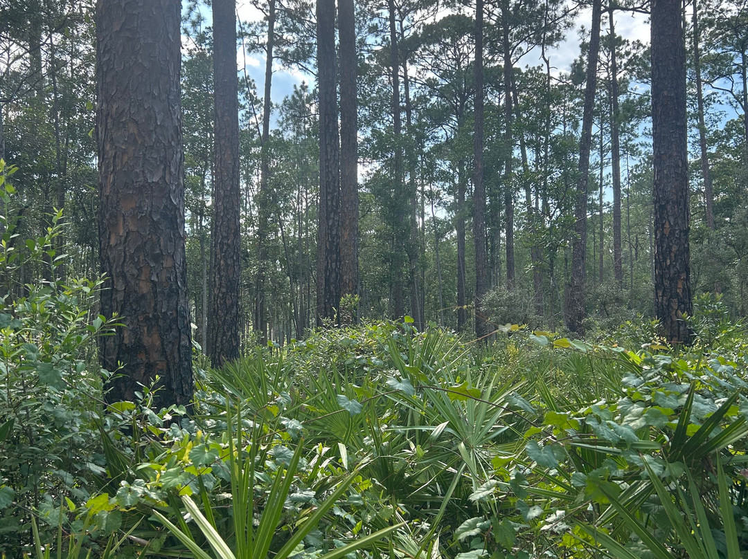 Welaka State Forest-Welaka必去景点