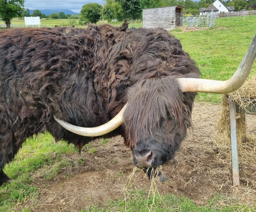 Robertson's - The Larder & Highland Cows - Beauly-Beauly必去景点