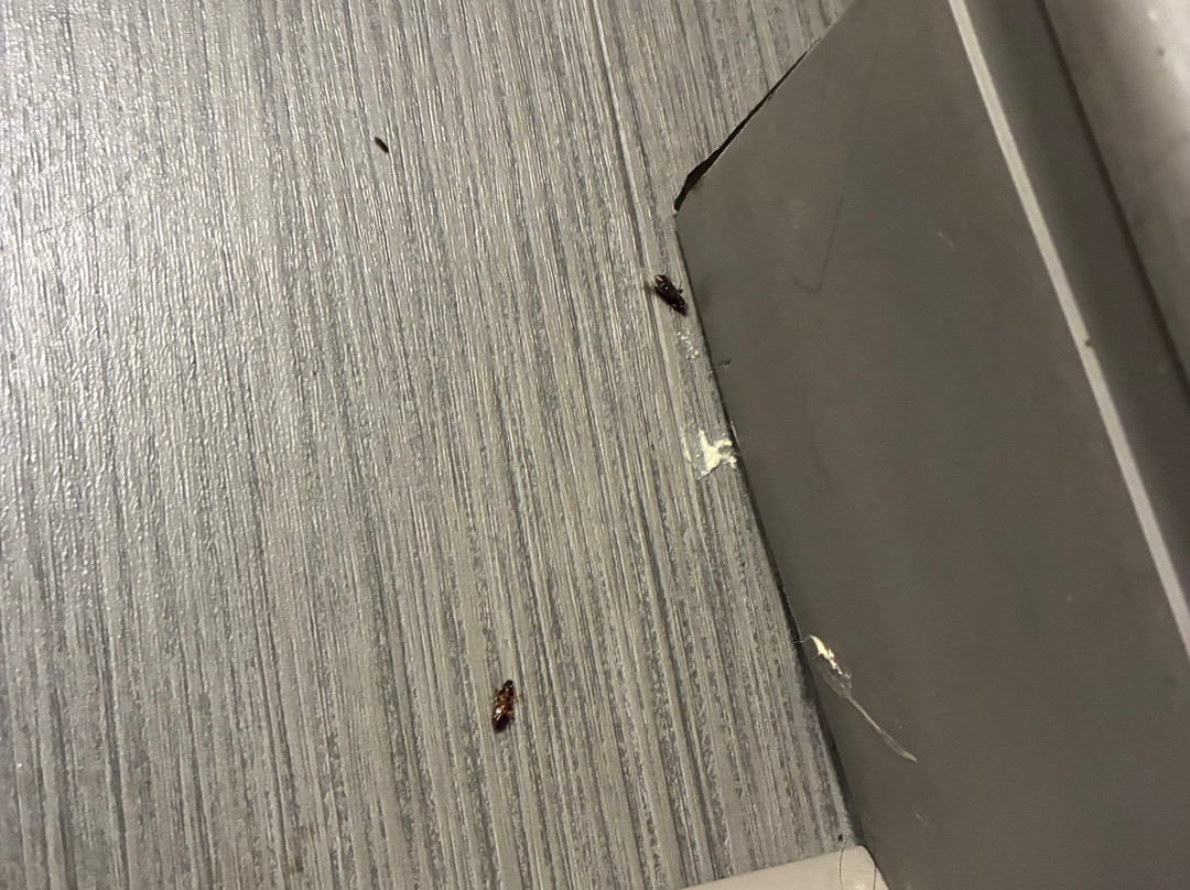智选假日套房酒店埃尔帕索主图