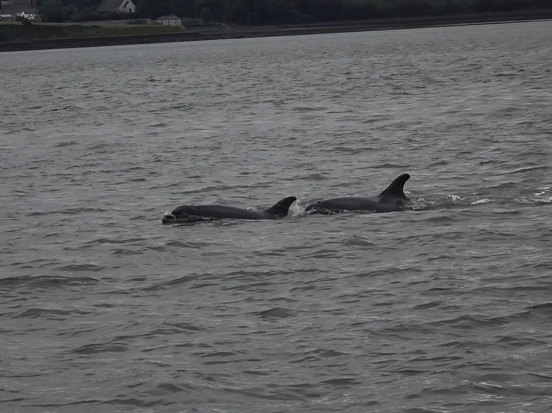 Dolphin Discovery-Kilrush必去景点