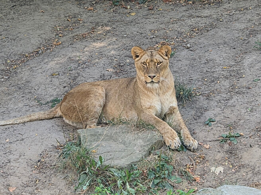 Zoo Antwerpen (dierentuin)-安特卫普必去景点