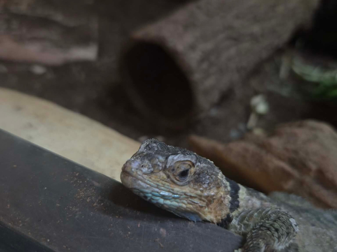 Oliwa Zoo-格但斯克必去景点