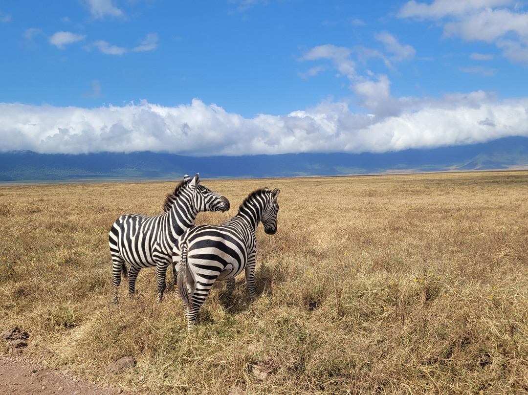 African Scenic Safaris-莫西必去景点