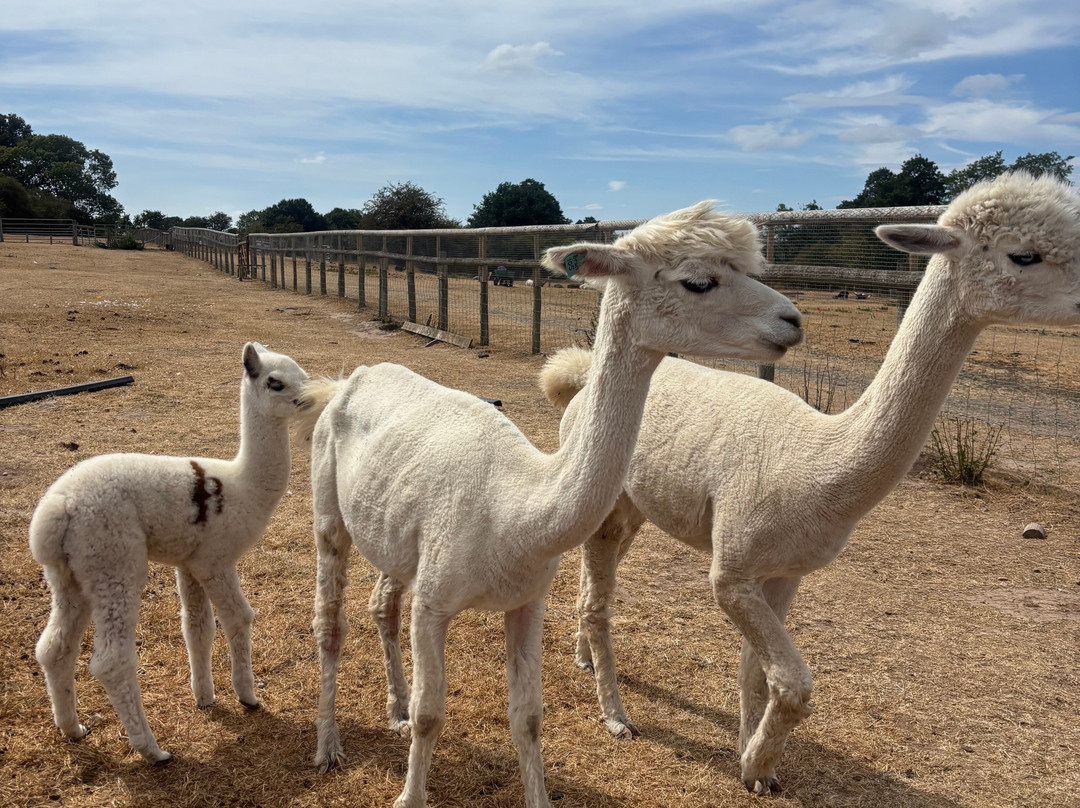 Faerie Tale Alpacas-凯尼尔沃思必去景点