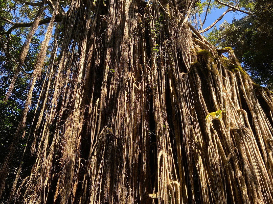Cathedral Fig Tree-Yungaburra必去景点
