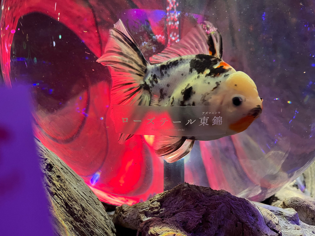 Uws Aquarium Ga Kyo-Daiba必去景点