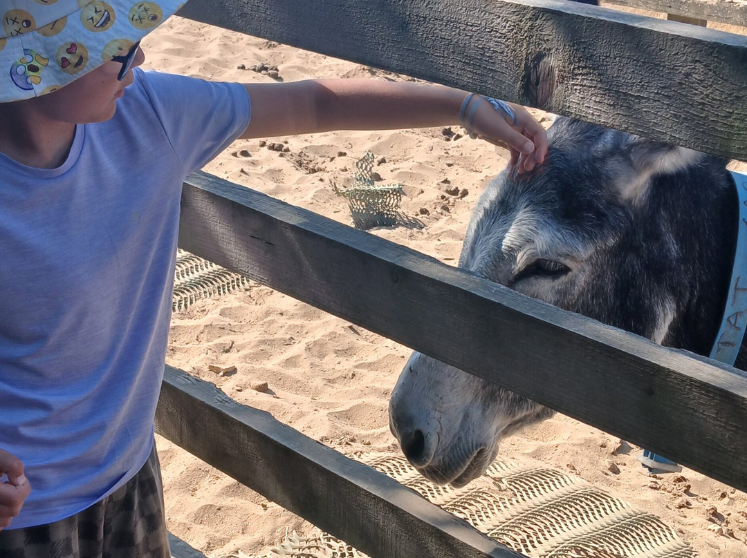 The Donkey Sanctuary-西德茅斯必去景点