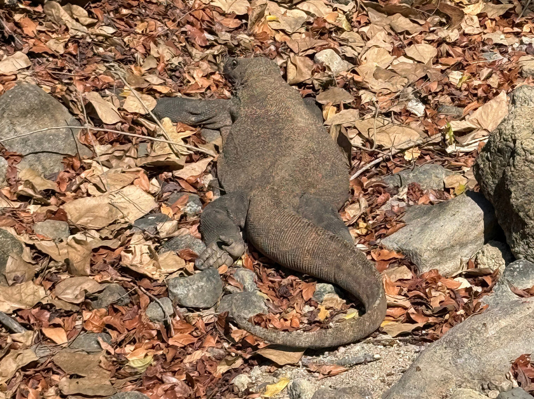 Komodo Island-科莫多国家公园必去景点
