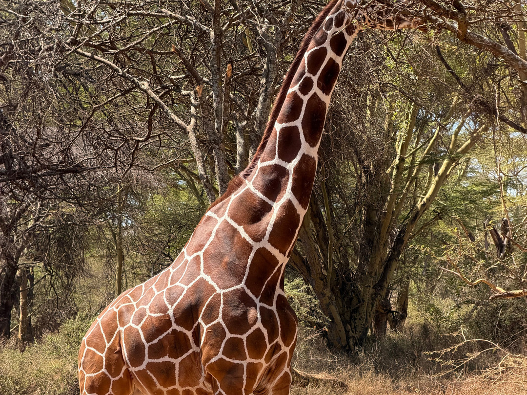 Lewa Wildlife Conservancy-Isiolo必去景点