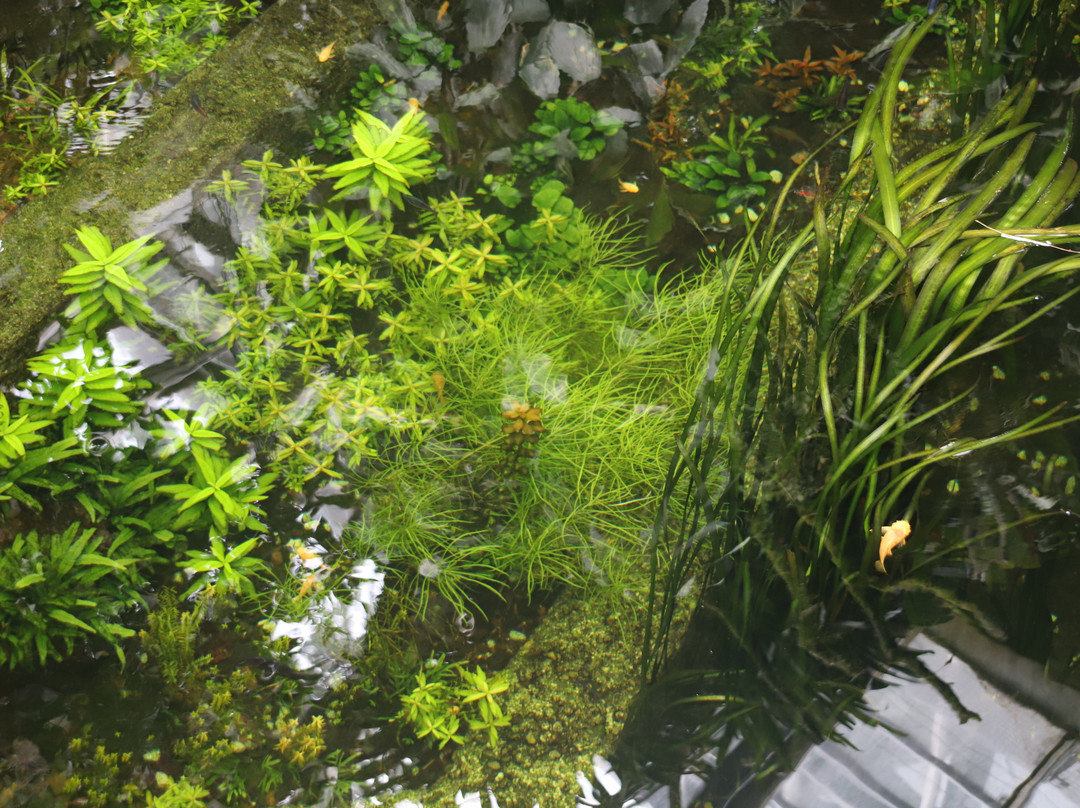 Botanischen Garten der Universität Basel-巴塞尔必去景点
