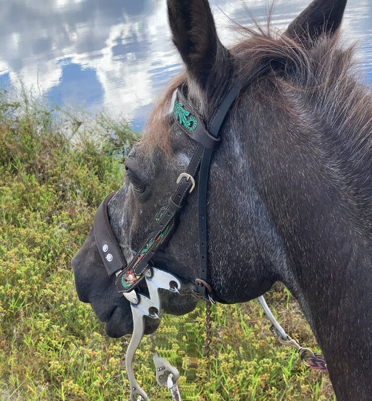 Sunshine Riding Trails - Day Tours-巴拿马城海滩必去景点