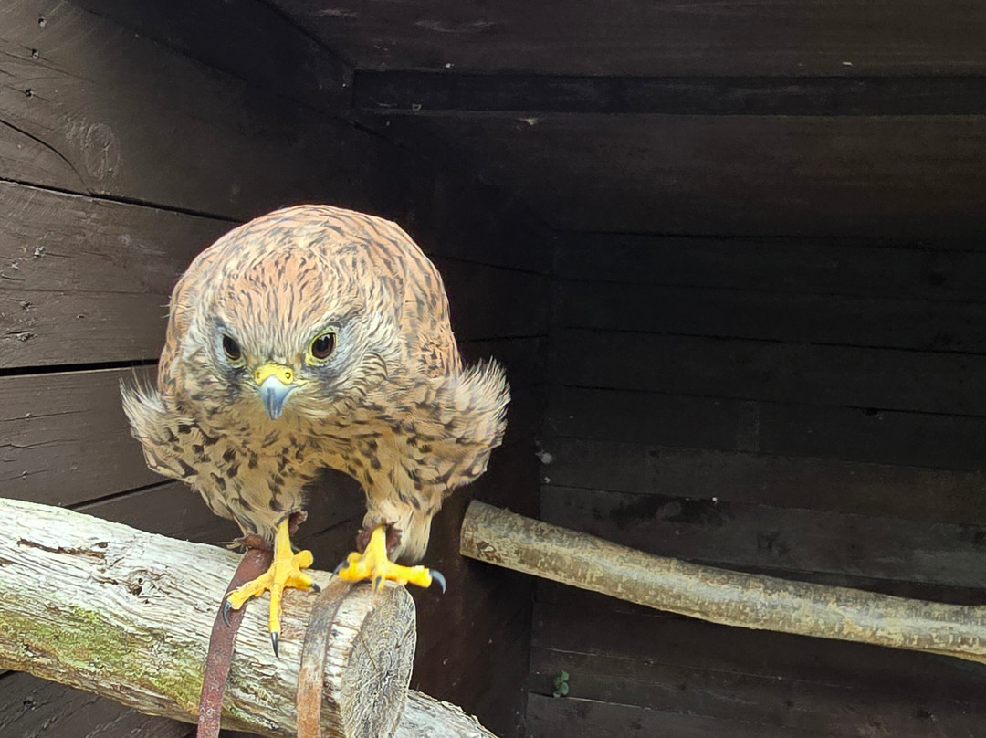 West Sussex Falconry-Compton必去景点