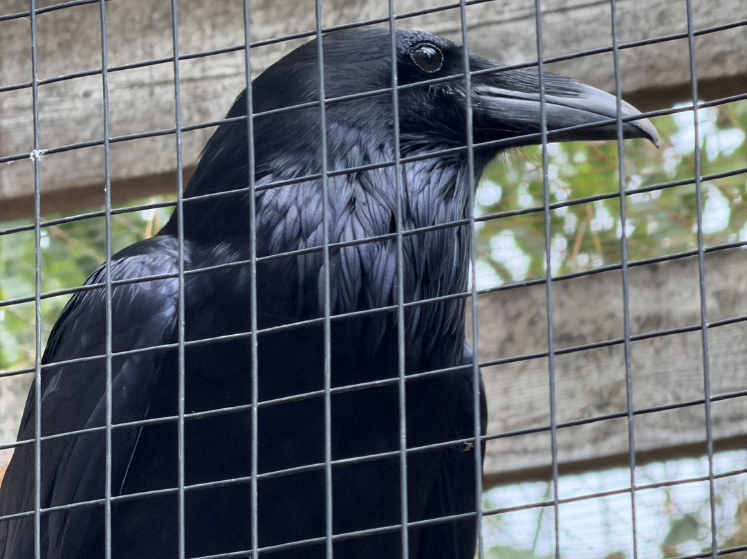 North Island Wildlife Recovery Centre-Errington必去景点