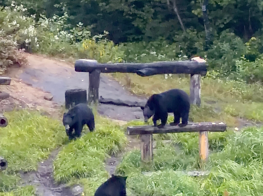 Observation de l'Ours Noir-Sacré-Coeur-Saguenay必去景点