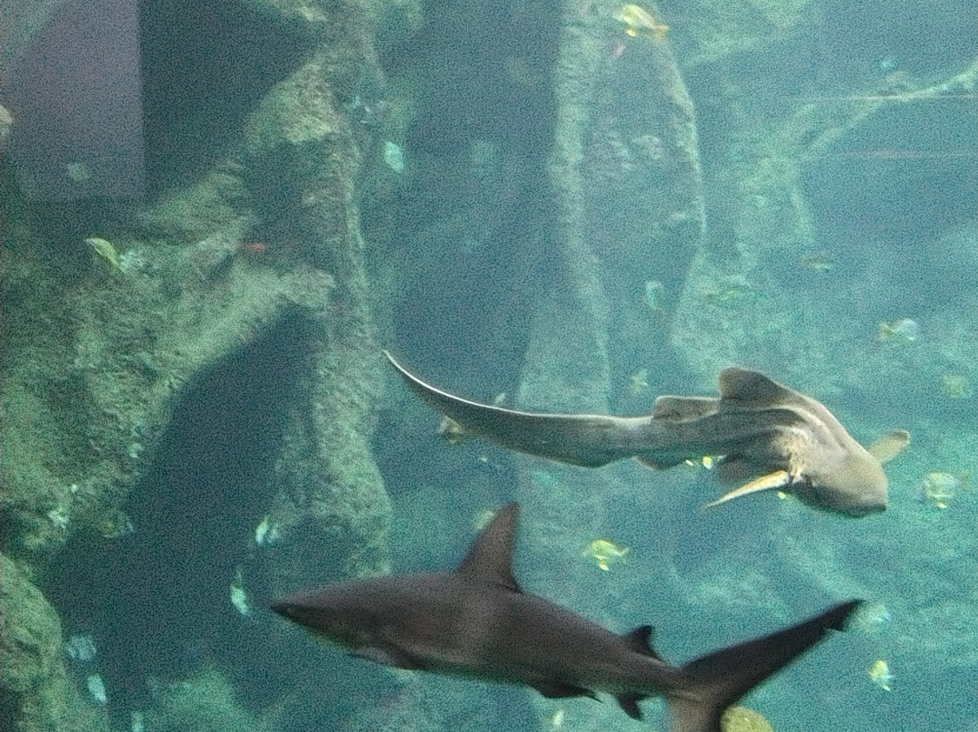 Aquarium La Rochelle-拉罗谢尔必去景点