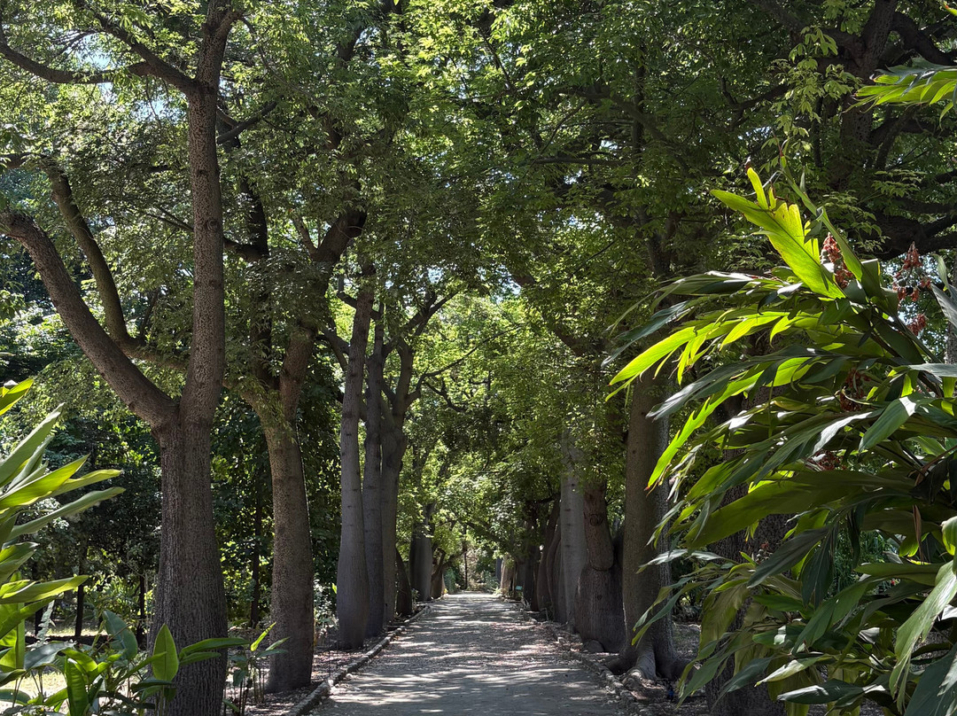 Orto Botanico-巴勒莫必去景点