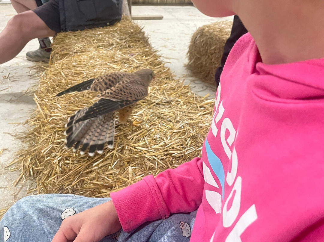 Screech Owl Sanctuary & Animal Park-St Columb Major必去景点