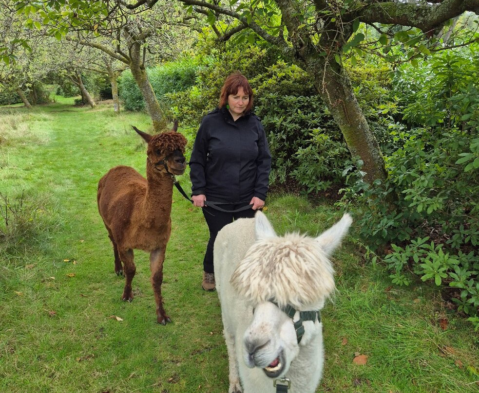Alpacaly Ever After-Portinscale必去景点