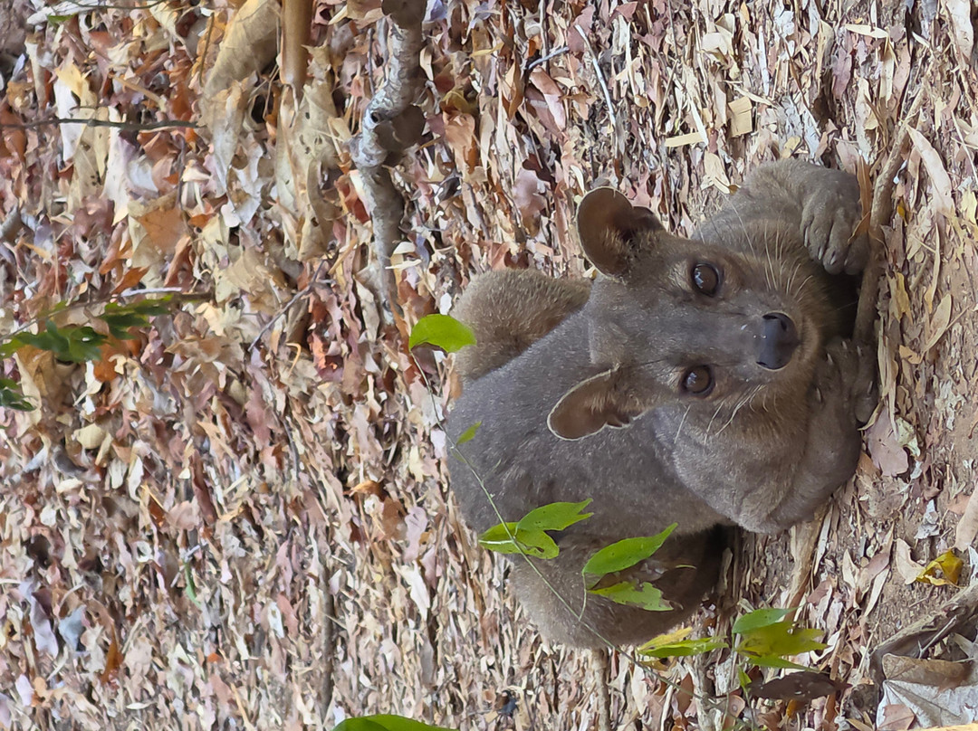 Kirindy Forest Morondava Madagascar-Morondava必去景点