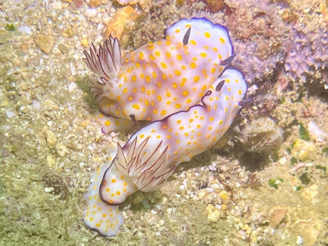 Extra Divers Sifah-As Sifah必去景点