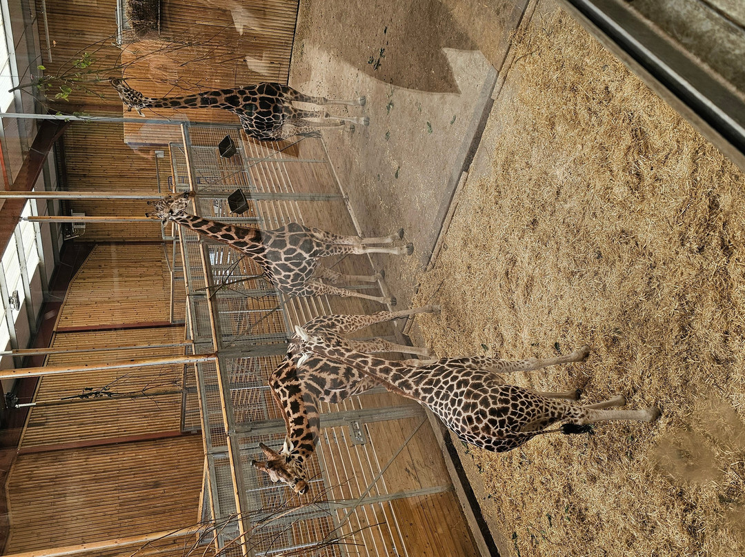 Wingham Wildlife Park-Wingham必去景点