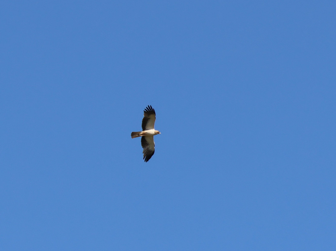 Birding The Strait-塔里法必去景点