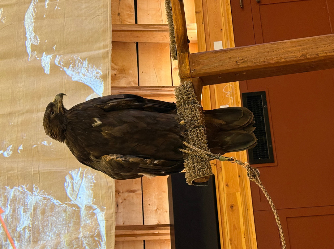Teton Raptor Center-威尔逊必去景点
