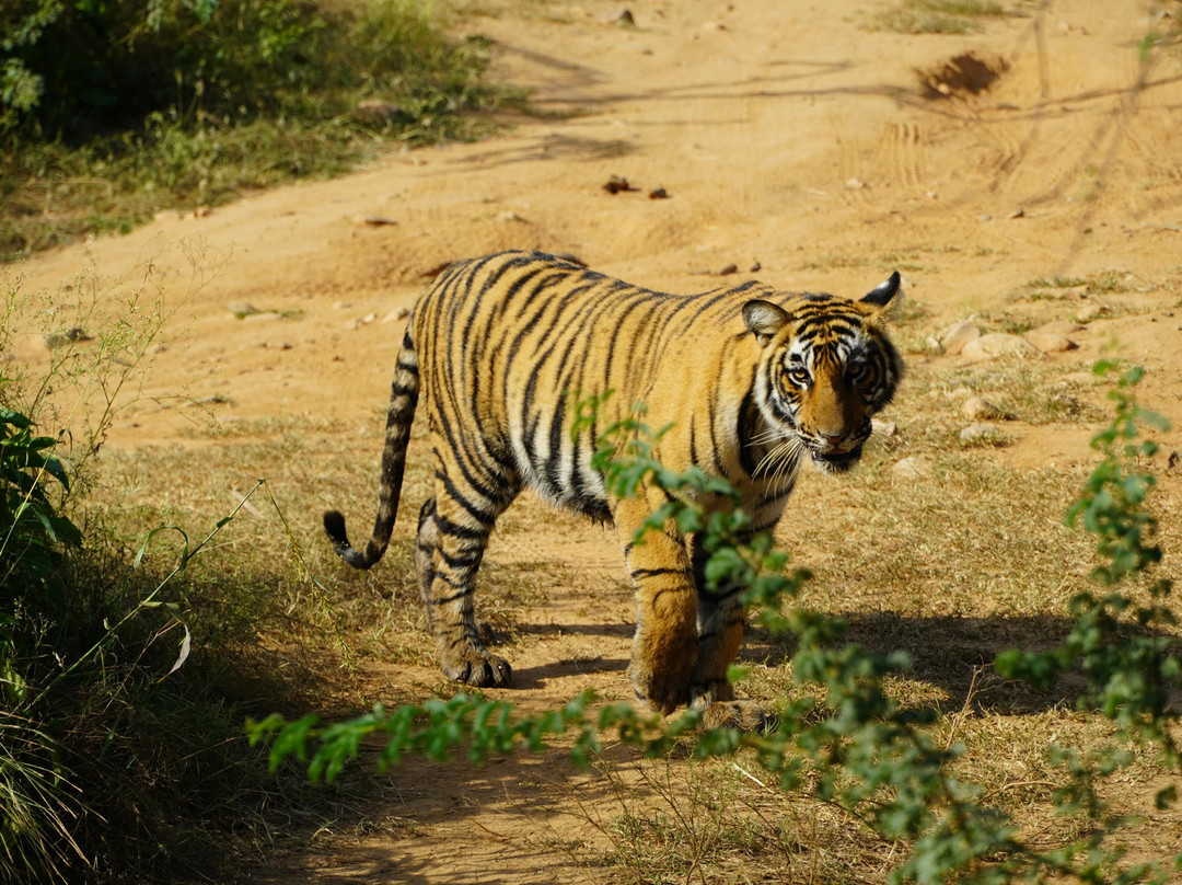 Sariska Tiger Reserve-阿尔瓦必去景点