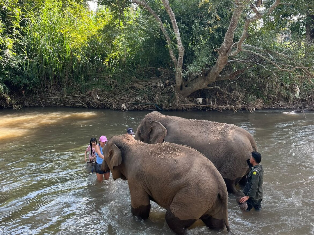 Elephant Sanctuary Care Park-清迈必去景点