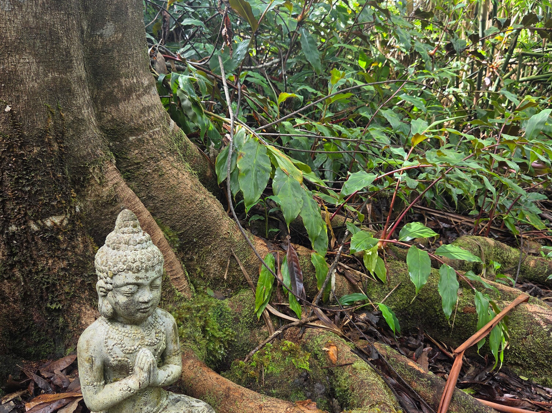 Kona Cloud Forest Sanctuary-凯鲁瓦-柯纳必去景点