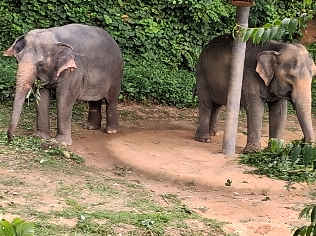 Hidden Forest Elephant Reserve-查龙必去景点