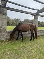 Cumberland Island National Seashore Museum-St. Marys必去景点