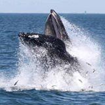 American Princess Cruises