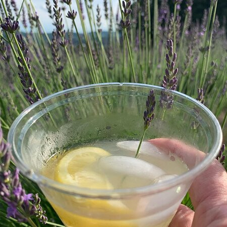 Hillcrest Lavender Farm,LLC-Sherburne必去景点
