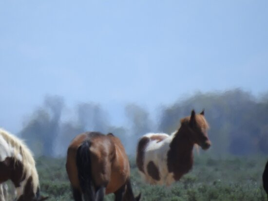 Explore Cody Wild Horse Tours-科迪必去景点