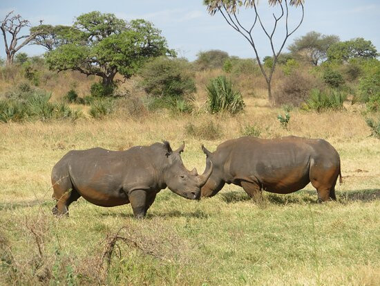 Meru National Park KENYA-Meru National Park必去景点