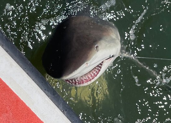 Mad Shark Charters-Darien必去景点