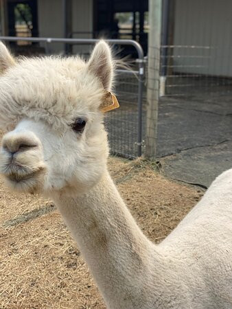 Alpacas at Marquam Hill Ranch-Molalla必去景点
