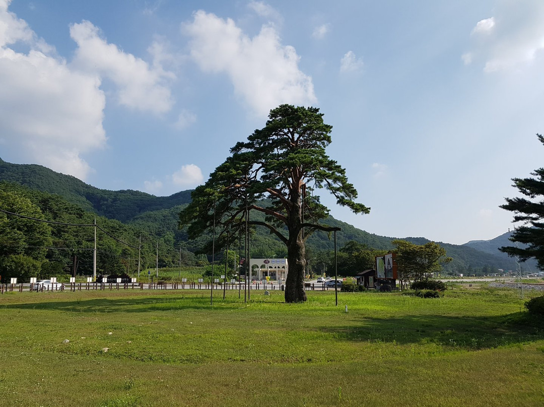 报恩郡旅游景点-Jeongipumsong Pine Tree