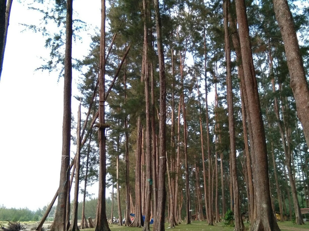 Tanah Merah Beach景点图片