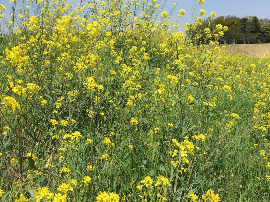 Watarase Yusuichi-野木町必去景点