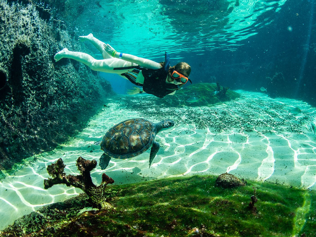 Cayman Turtle Centre: Island Wildlife Encounter景点图片