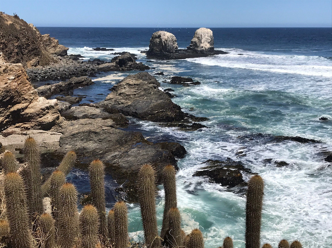 Playa Punta de Lobos景点图片