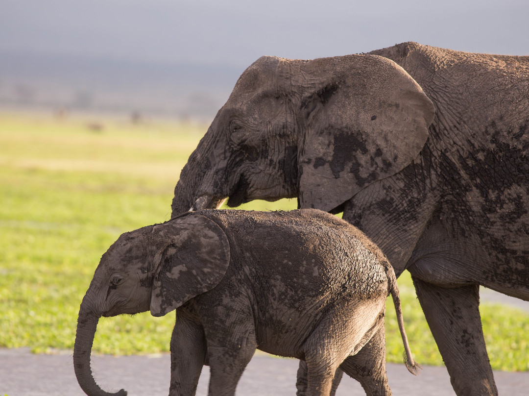 Astellar Travels Africa-内罗毕必去景点