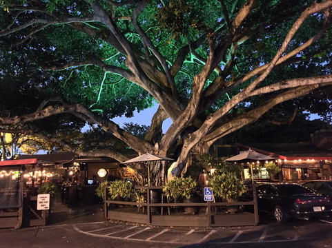 The Field Irish Pub & Eatery-劳德代尔堡必去景点