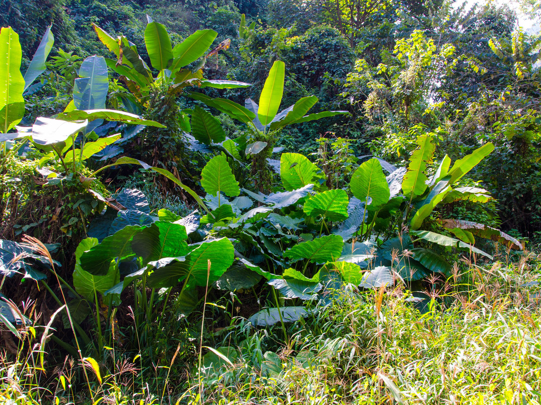 Tachilek旅游景点-Tum Luang-Khun Naam Naang Norn Forest Park