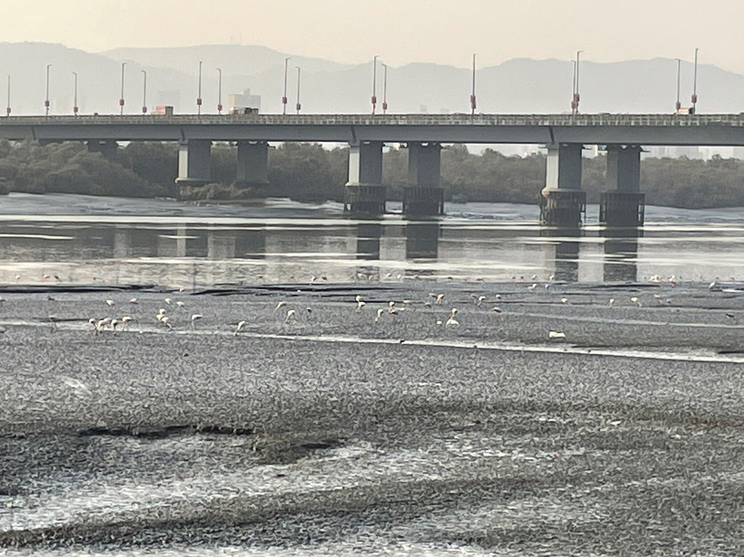 Thane Creek Flamingo Sanctuary景点图片