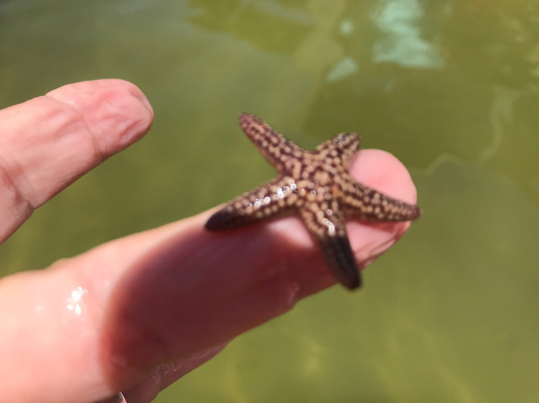 Paddleboard Adventures-Boca Grande必去景点