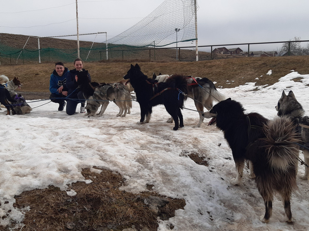 Travel Dog景点图片